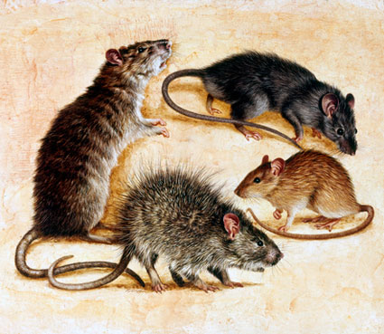 picture-of-rats
